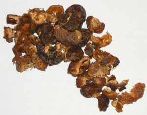 Nozes de Saponária Nozes de Saponária